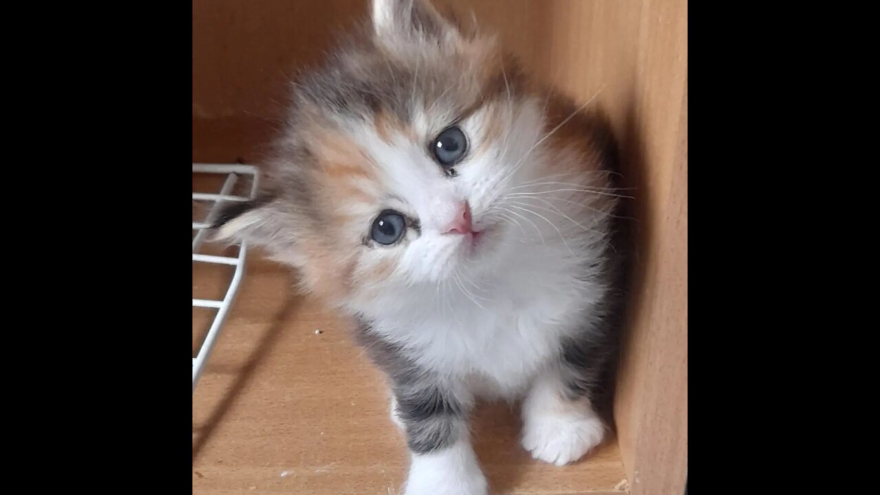 Beautiful and handsome cat