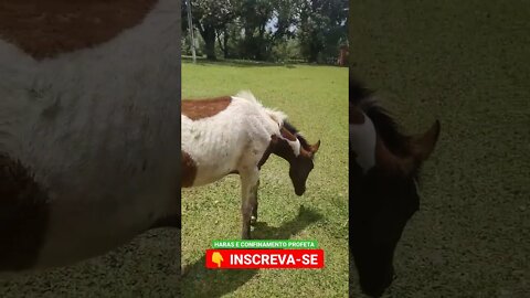 ele vem no sapatinho, bem devagar 👀🐴🐎😁#shorts #agro #roça #animals #bicho #haras #cavalo #modelo