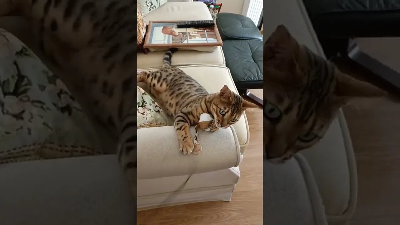 Crazy Cat Playtime! #couchwrestling #bengalcat