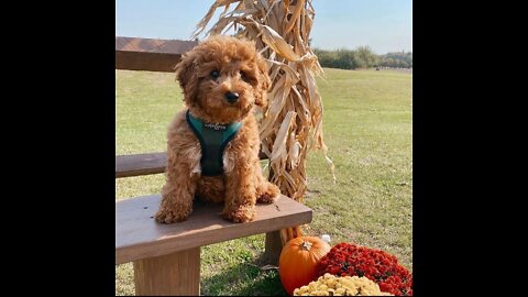 Beautiful puppies and pat animal dog