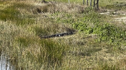 4K Meet Sir Elton The Alligator