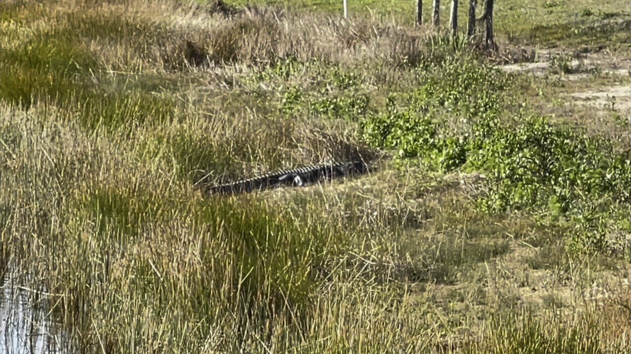 4K Meet Sir Elton The Alligator