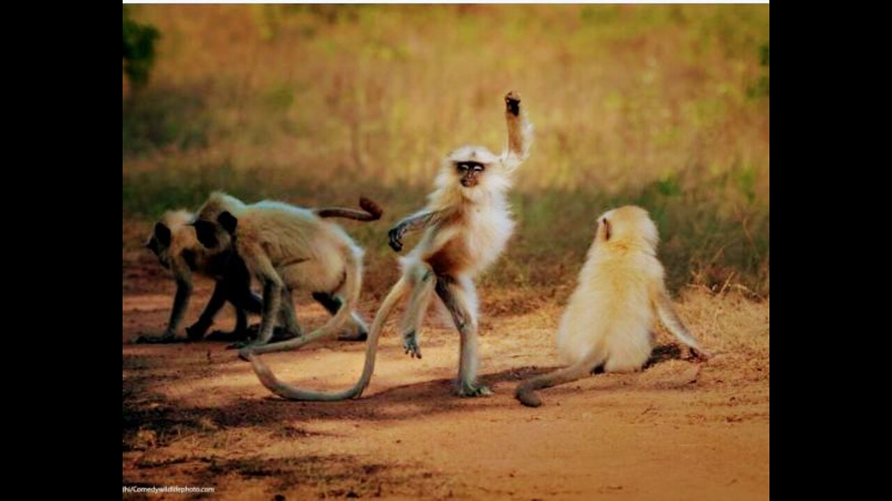 Dancing monkey