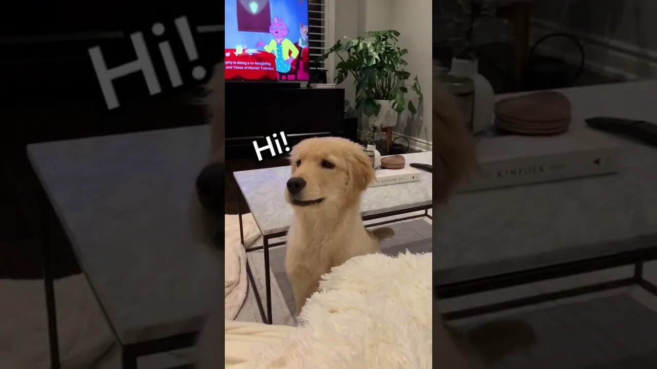 Dog saying Hi - Funny Dogs of Tiktok videos #shorts