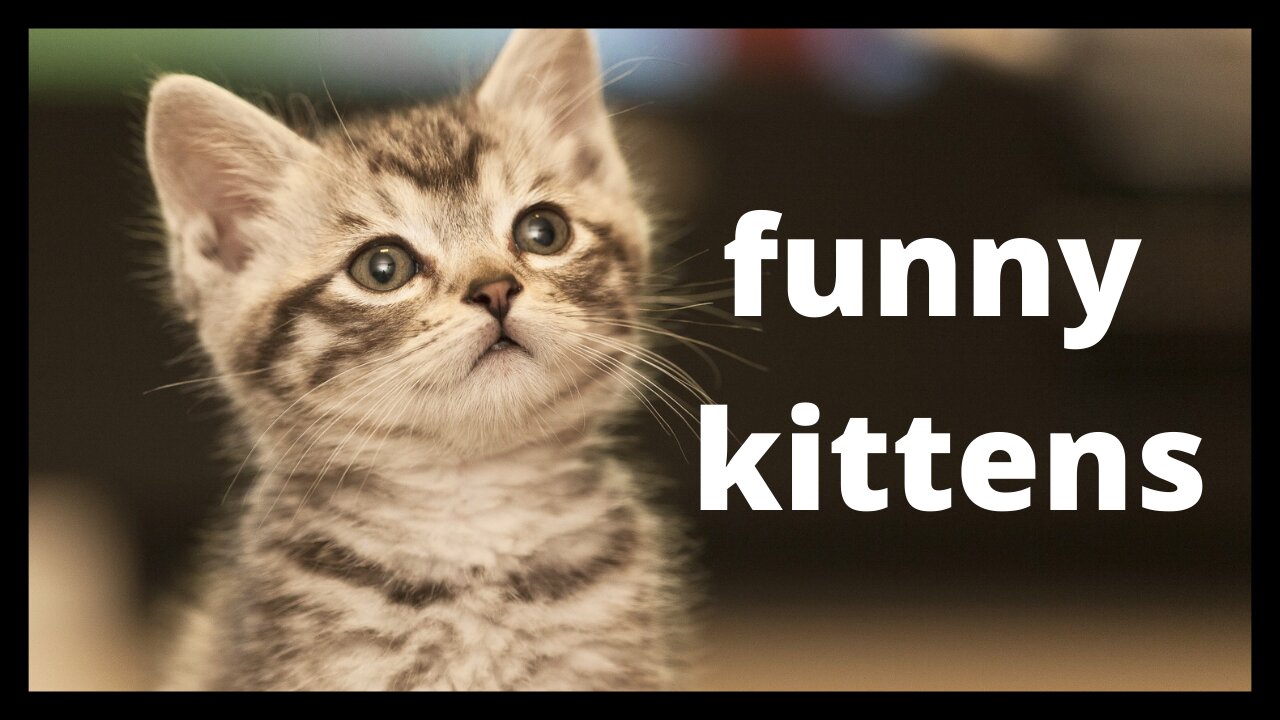 the funniest cats on the internet!