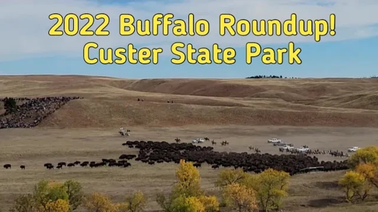 2022 Buffalo Roundup at Custer State Park in South Dakota