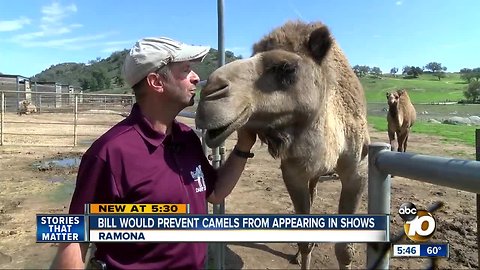 SD County camel farm opposes bill