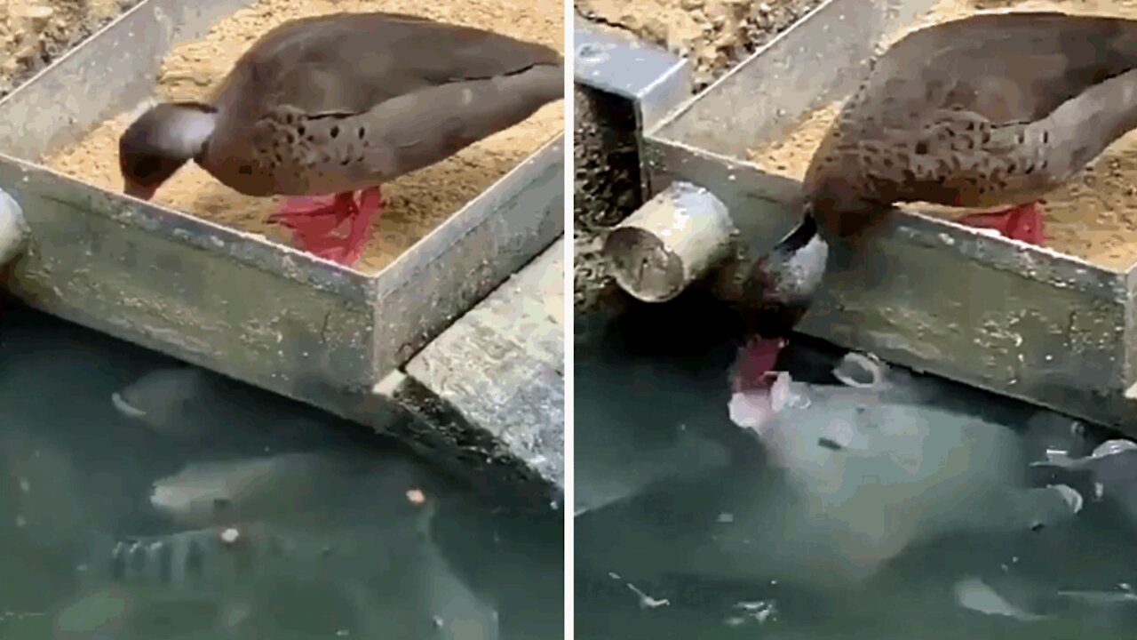 A duck provides food for fish.