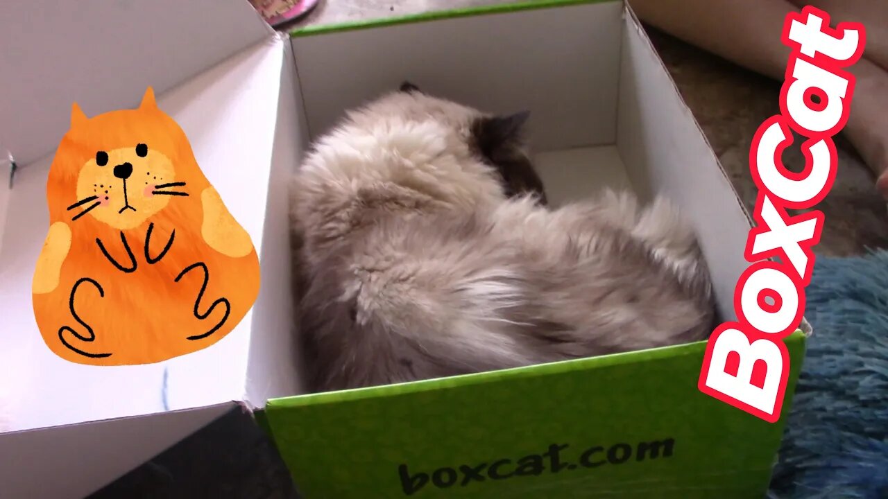 BoxCat Unboxing April 2023 😻