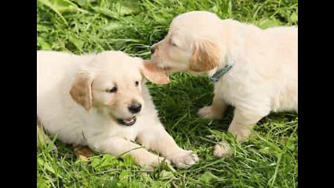 Golden Retriever adulto recebe bebés da pior maneira