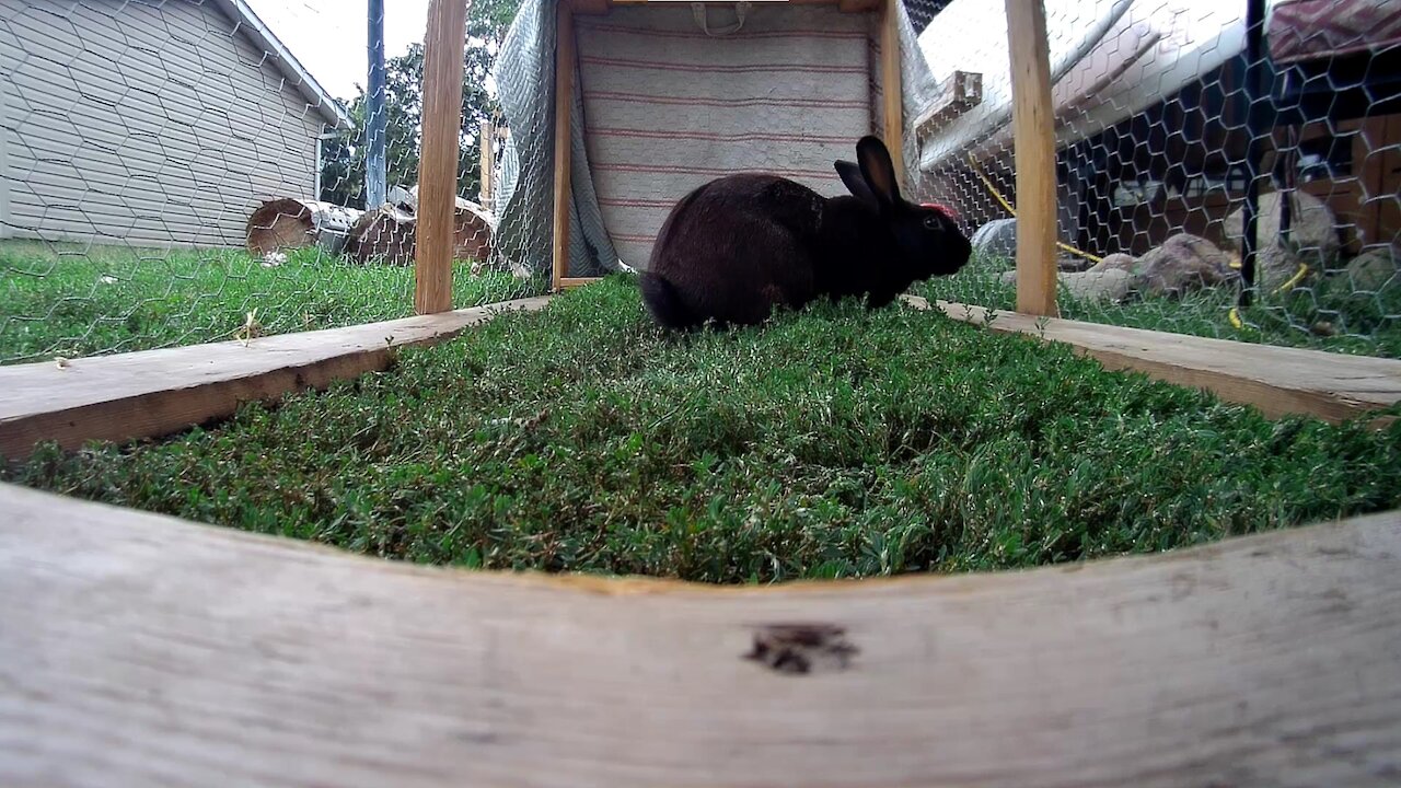 Black rabbit staring at an oddity