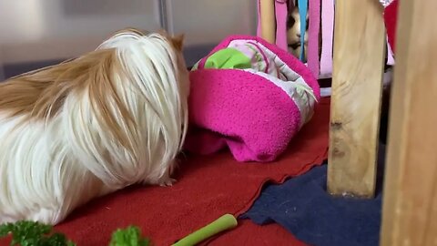 Guinea pigs unsure of the hammock