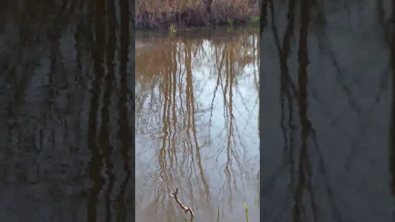 A Beaver in the Pond At The Bushmaster Camp