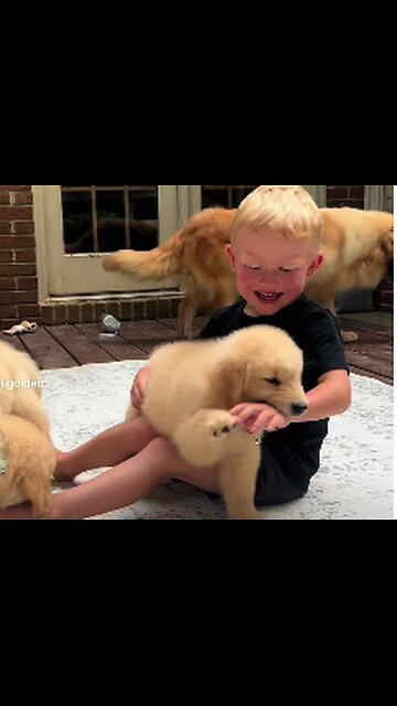 This is pure happiness. Puppies and laughter,FUNNY VIDEO,
