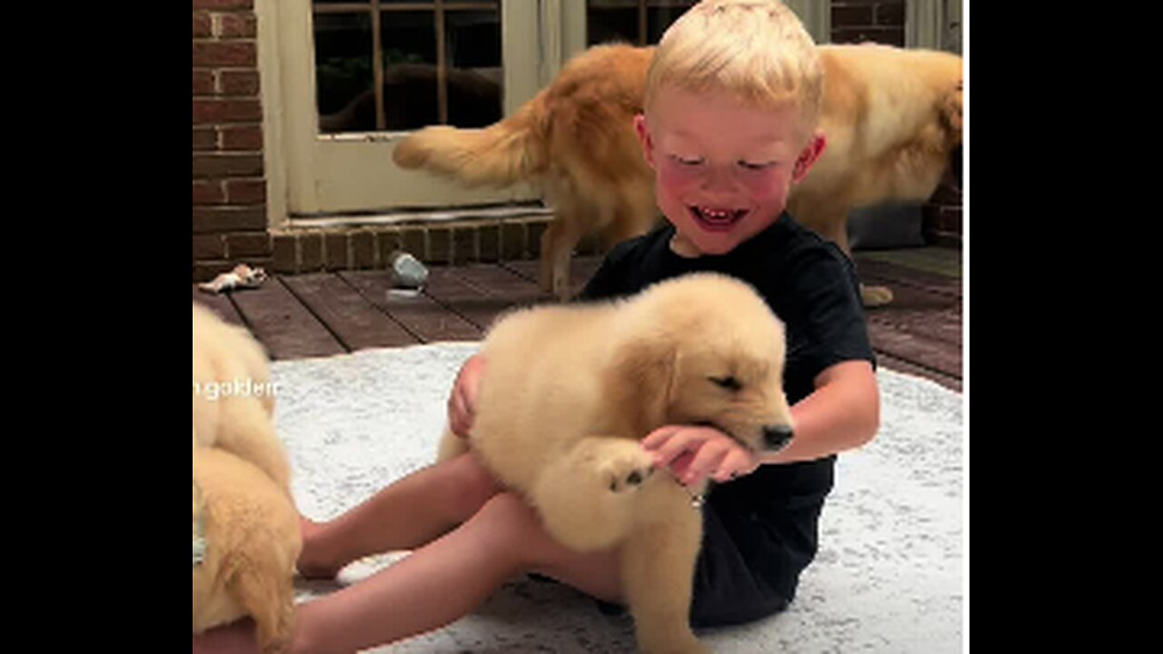 This is pure happiness. Puppies and laughter,FUNNY VIDEO,