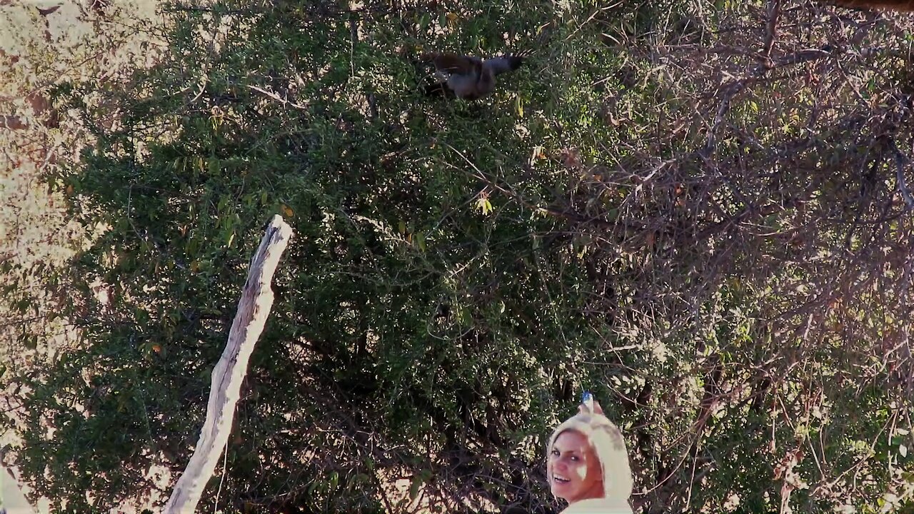 Wild bird loves receiving a cool down body spray from woman in garden