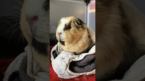 Guinea pigs are not happy about their (unfortunately necessary) new haircuts