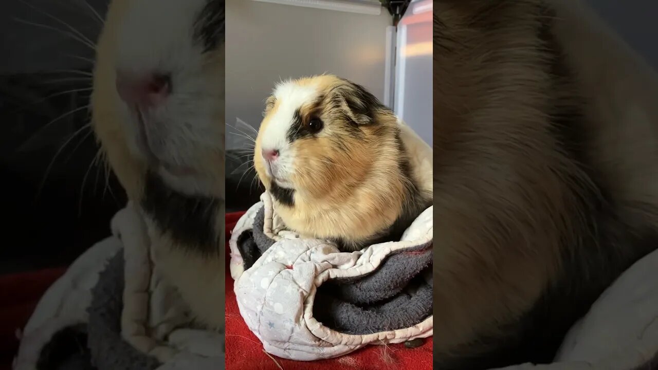 Guinea pigs are not happy about their (unfortunately necessary) new haircuts