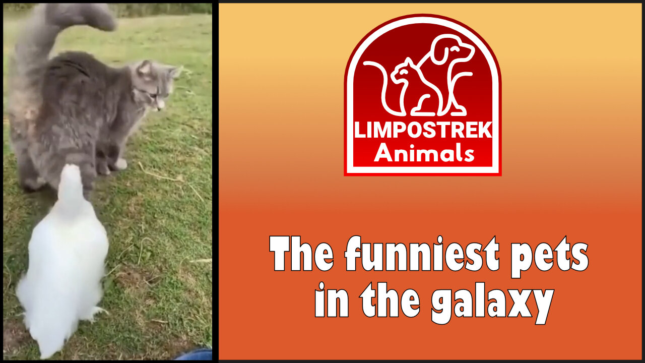 The funniest pets in the galaxy