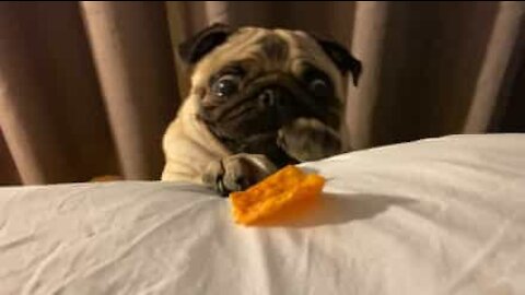 Pug esfomeado não alcança dorito!