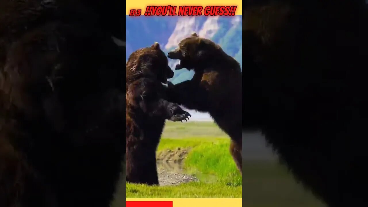 The most Brutal Bear fight ever caught on camera! Pt.3 Watch as these two beasts battle!