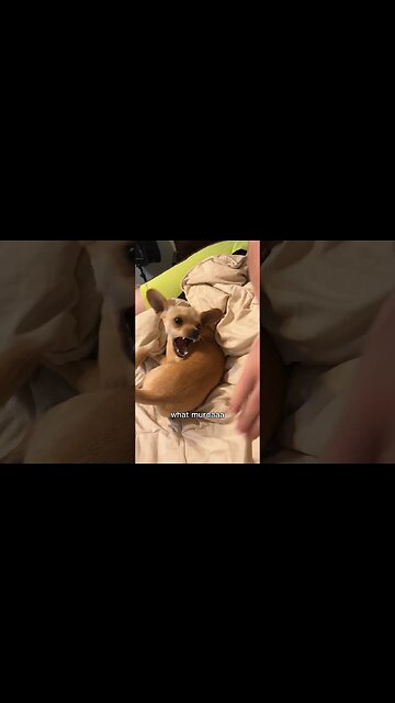 What Murdaaa? #chihuahuababy #chihuahuadog #chihuahualover #funnychihuahua #funnyshortvideos #funny