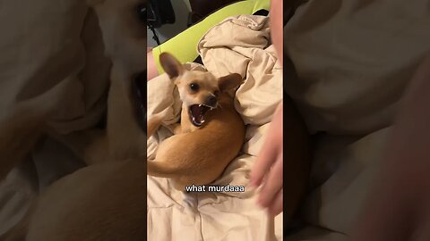 What Murdaaa? #chihuahuababy #chihuahuadog #chihuahualover #funnychihuahua #funnyshortvideos #funny