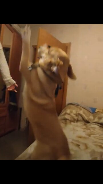 The dog salutes the arrival