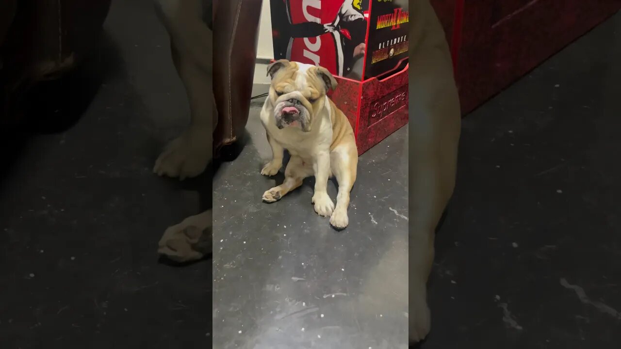 Big Chillin 😎 #dogsofyoutube