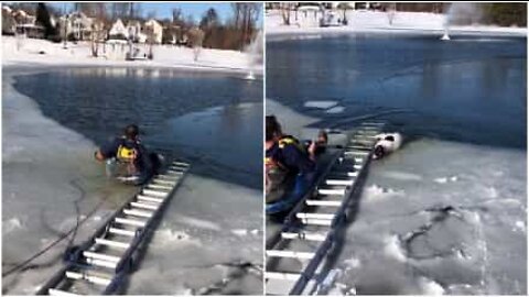 凍った湖にはまった犬が救出されました