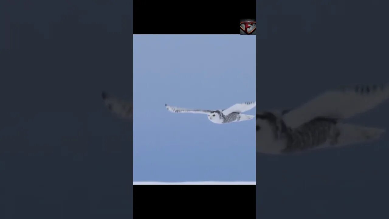 The Snowy Owl Facts #shorts #interestingfacts #animals #owl