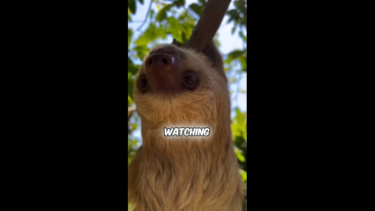 Introducing the Sloth🦥 #sloths #sloth