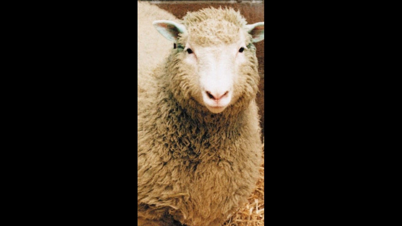 DOLLY THE SHEEP/FIRST CLONE