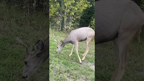 Deer. Up Close