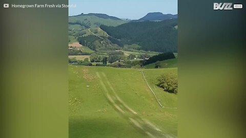 Méthode inhabituelle: cet avion déverse de l'engrais sur un champ