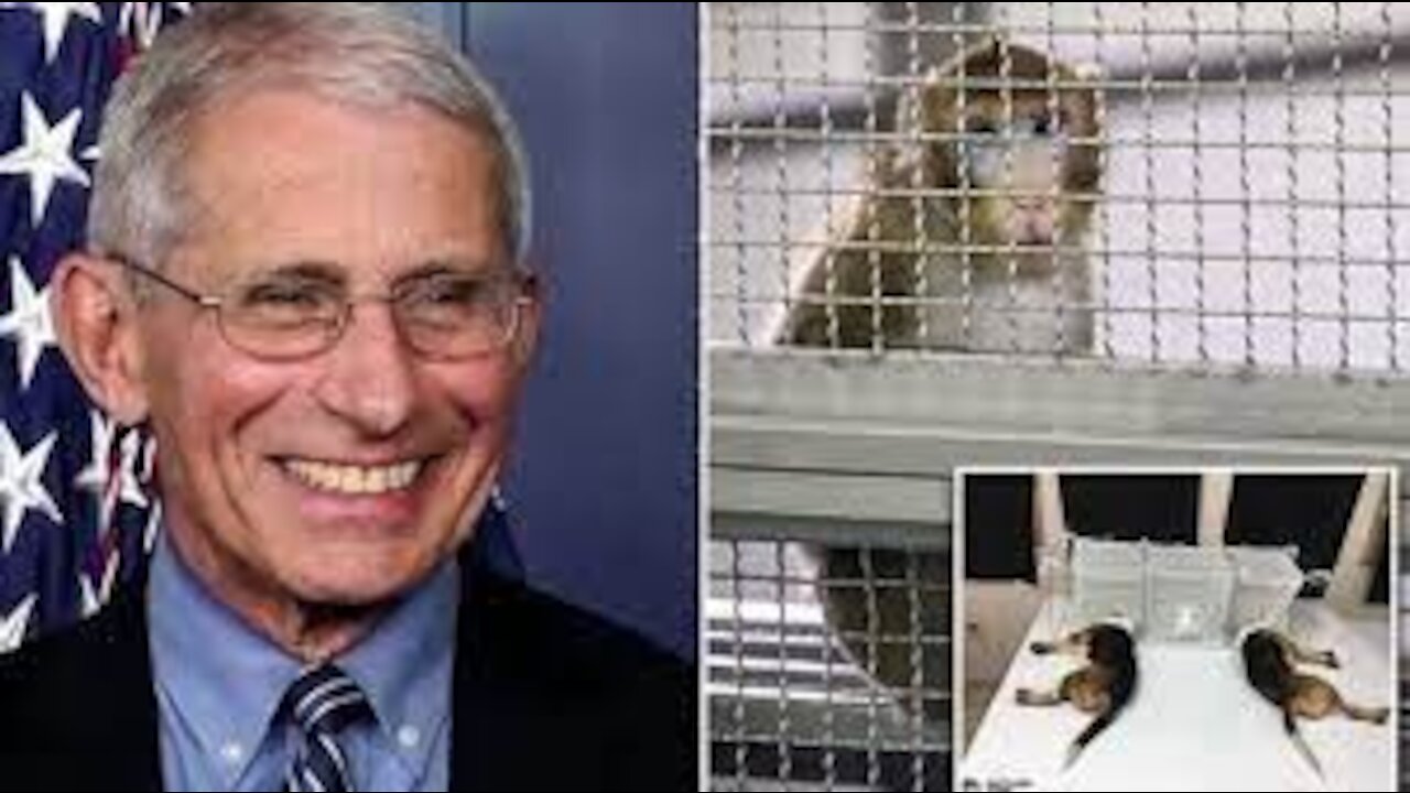 Fauci’s NIH Gave ‘Toxic Brain Injections’ to Monkeys; “Drilled Holes in Their Skulls