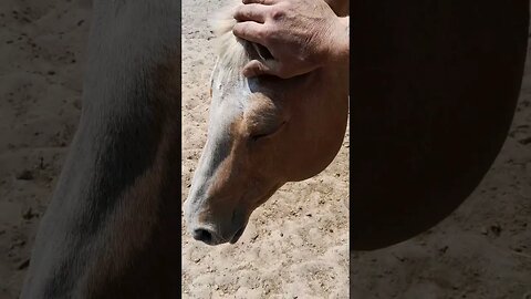 This HORSE is a CHAD. + Donkey Dupe Glitch any% RL edition #shorts #animals #funny