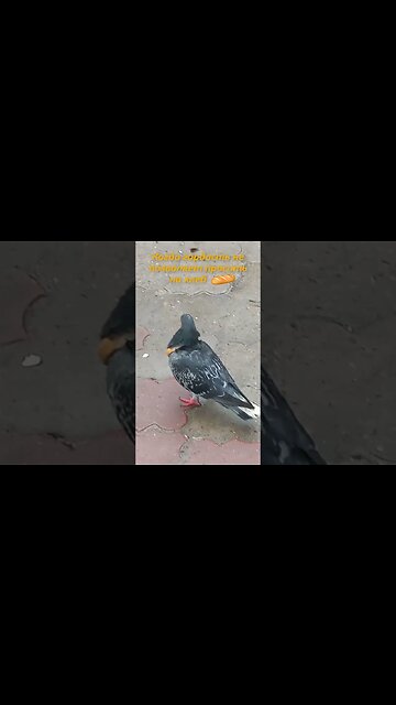 Местный авторитет 🍞🕊 #голубь #прикол #ржака #приколдня #ржунемогу