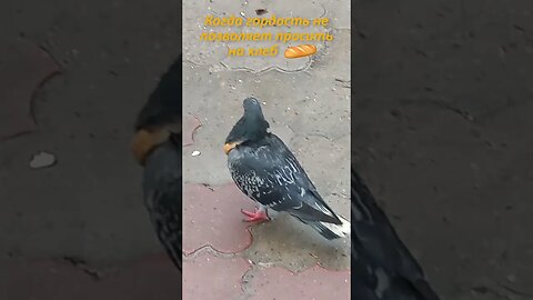 Местный авторитет 🍞🕊 #голубь #прикол #ржака #приколдня #ржунемогу