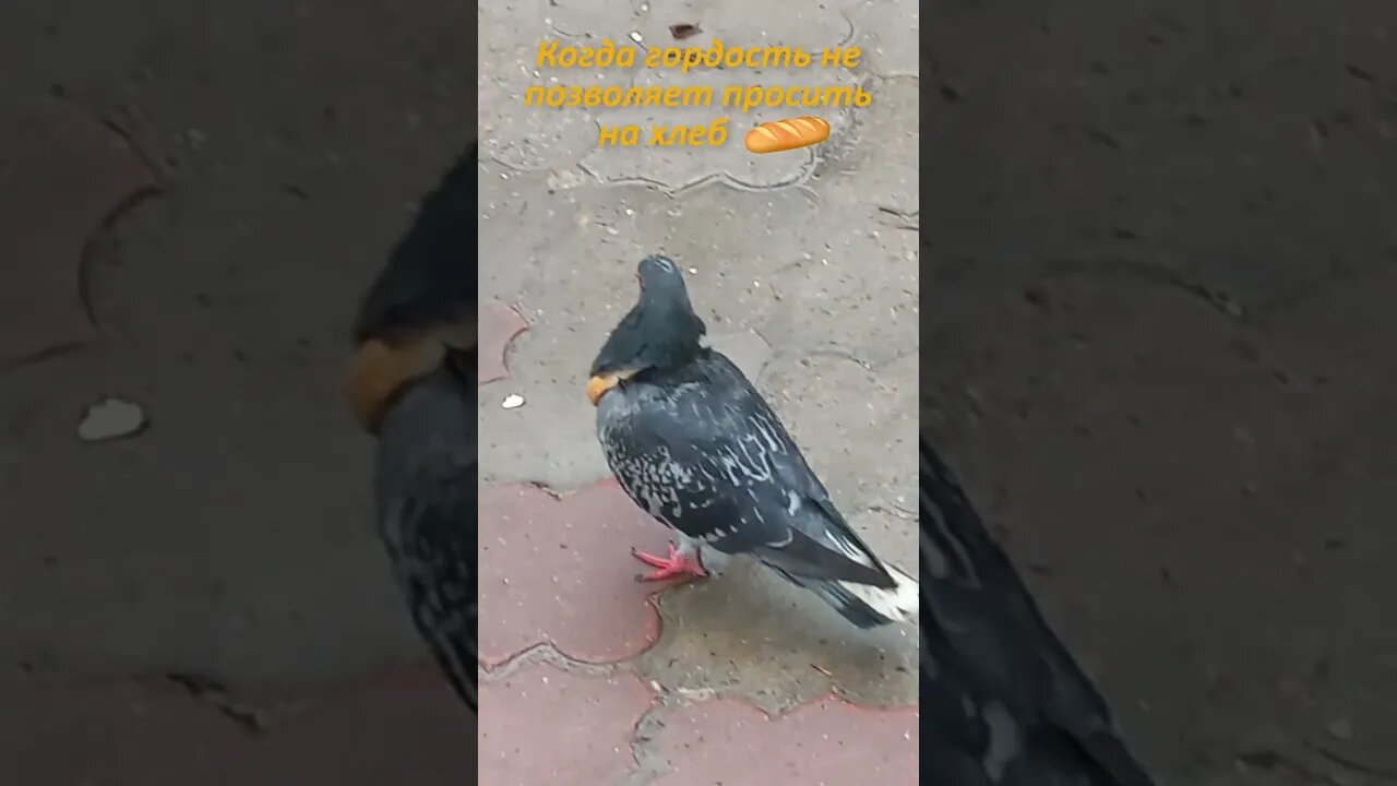 Местный авторитет 🍞🕊 #голубь #прикол #ржака #приколдня #ржунемогу