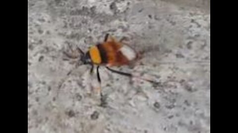 Insect's escape - #video9