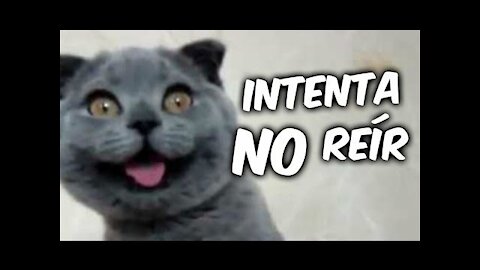 Funny Cat Reaction - Recopilación de los animales más divertidos