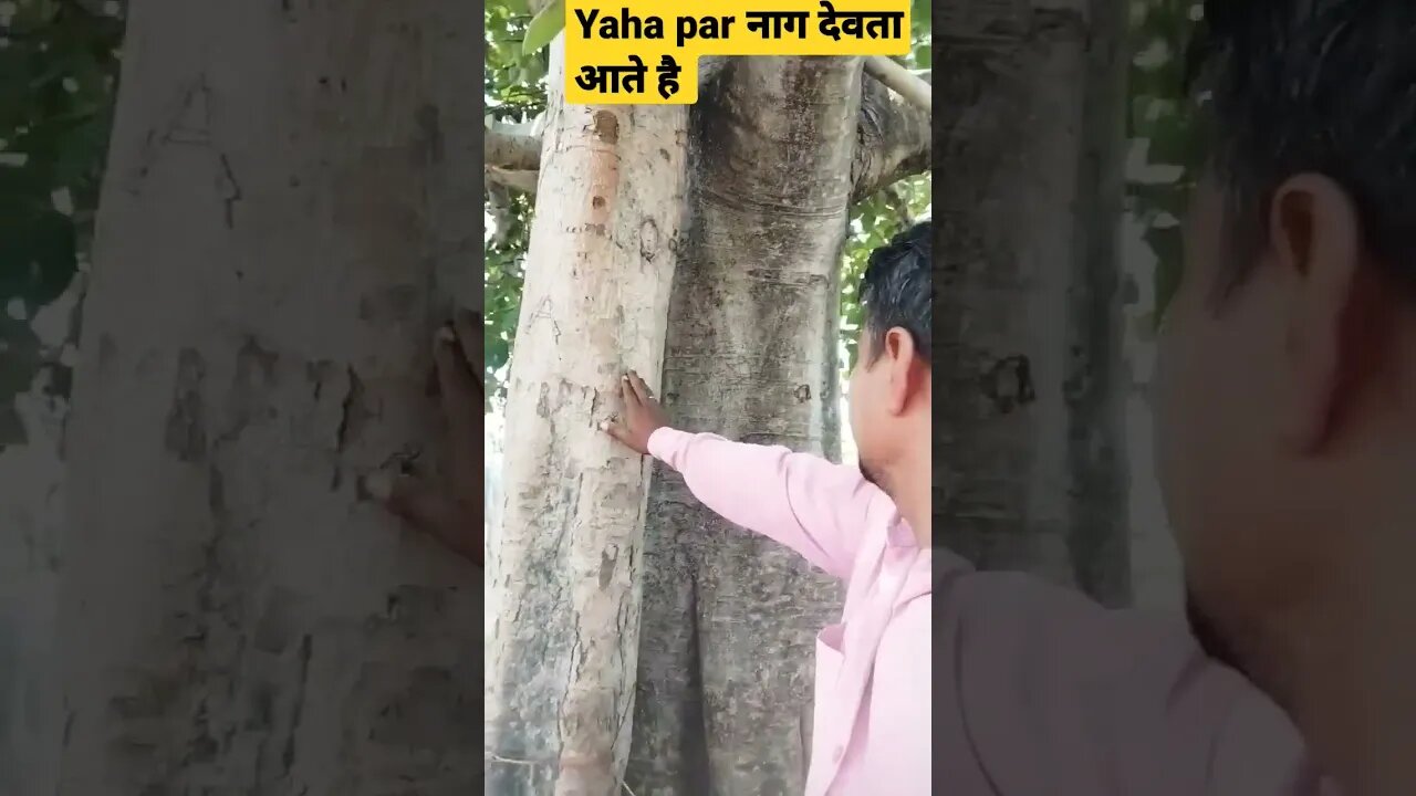 3पेड़ो par manday के दिन नाग देवता आते है #short #viral #tranding #funni #musti #viralvideo #devendra