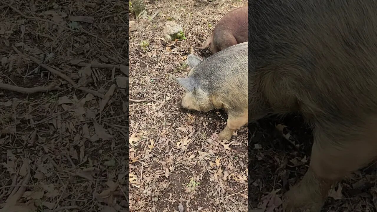 Pigs Rooting in the Woods Uncle Tim's Farm #kärnəvór #carnivore #pigtalk #shorts