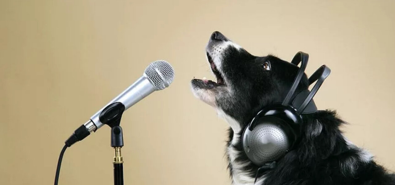 Singing animals