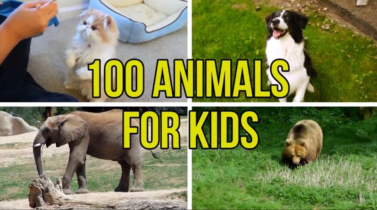 Animal for Kids to Learn | An Educational Video