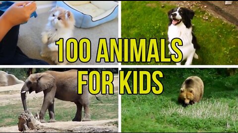 Animal for Kids to Learn | An Educational Video