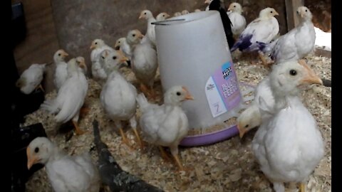 Leghorn Chicks Blue Butts