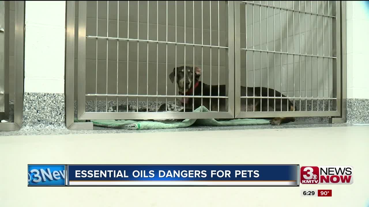 Essential oils dangers for pets