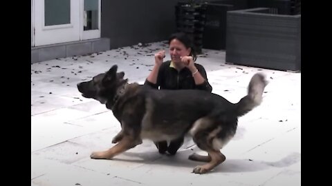 Teaching dogs to guard people and objects safely